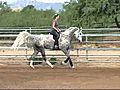 Arabian Show Horse For Sale PHI ME TO THE MOON  | BahVideo.com