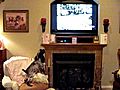 Tinker Toy watches pets on the TV | BahVideo.com