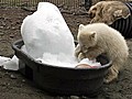 Orphaned polar cub finds comfort in tub of ice | BahVideo.com