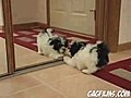 Cachorro vs espejo | BahVideo.com