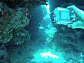 Grand Cayman Dive Oro Verde amp Eden Rock m4v | BahVideo.com