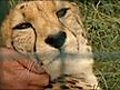 Play Cheetah attacks two park keepers | BahVideo.com