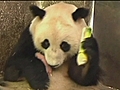Panda mum gives lessons | BahVideo.com