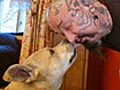 Dog Surgery | BahVideo.com