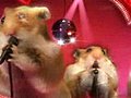 Funny Hamster Valentine Official  | BahVideo.com