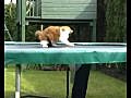 Cat on trampoline funny | BahVideo.com