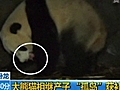 Panda zo klein als een handpalm | BahVideo.com
