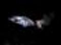 Life Bulldog Bats Fish at Night | BahVideo.com