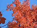 Michigan s fall color | BahVideo.com