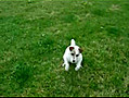 Un chien tr s dou avec un ballon | BahVideo.com