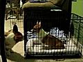 Un chien en libere un autre | BahVideo.com