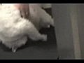 vicces B na macska | BahVideo.com