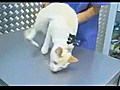 How to Deactivate a Cat | BahVideo.com