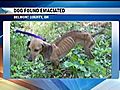 Belmont County Dog Warden Asking For Help After Emaciated Dog Found | BahVideo.com