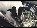 Hollywood Dog relaxing | BahVideo.com