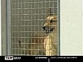 L abandon des animaux en hausse - SPA de Lyon | BahVideo.com