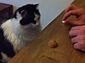 El gato que sab a ganar a los trileros | BahVideo.com