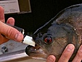 Explorer - Piranha Bite Force | BahVideo.com