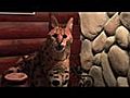 6 African Servals Rescued  | BahVideo.com