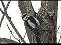 Hairy Woodpecker In Wintery Marsh 02  | BahVideo.com