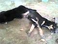 puppy darkai on breast feeding | BahVideo.com