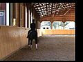 AKMA D Day Champion Arabian Sporthorse Stallion | BahVideo.com