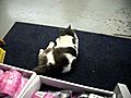 Tickle the Cat from the SPCA at the Pet Store | BahVideo.com