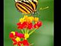 papillons et fleurs d am rique du sud  | BahVideo.com