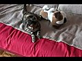 Mon chaton 4 mois contre mon doudou | BahVideo.com
