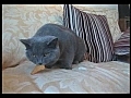 Bakes the Doritos cat | BahVideo.com