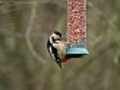 Great Spotted Woodpecker | BahVideo.com