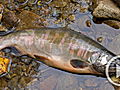 Planet 100 Toxic Fish 3 8  | BahVideo.com