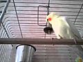 Metallic Bell Vs debbi The Cockatiel - Cage fight without rules  | BahVideo.com
