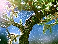 Evian Tree - TV Spot | BahVideo.com