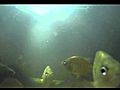 Bluegill Feeding Part 2 - Filmed Underwater  | BahVideo.com