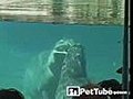 Hippo Gives Mom Kisses | BahVideo.com