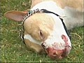 Police shoot dog | BahVideo.com