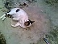 Truco Gato Impresionante - Venetubo com | BahVideo.com
