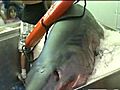 Fishermen Reflect On Shark Tale | BahVideo.com