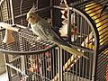 How To Choose a Birdcage | BahVideo.com