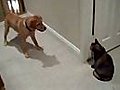 Dog vs cat | BahVideo.com