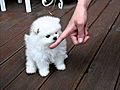 Teacup puppy for sale Teacup Pomeranian JUNG-PUPPY | BahVideo.com