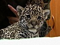 Baby Jaguar Cubs | BahVideo.com