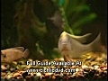 Fish Selection | BahVideo.com
