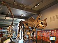 Dinosaurs come alive in new exhibit | BahVideo.com