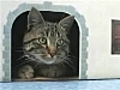 Utilisation de la Maison pour chats | BahVideo.com