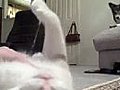 Carpet Dragger Cat | BahVideo.com