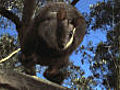 Brush-tailed rock wallabies free runners of  | BahVideo.com