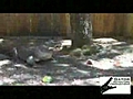 karpuz yiyen timsah | BahVideo.com