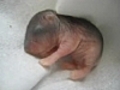 Bébé hamster | BahVideo.com